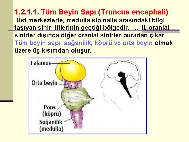 1. 2. 1. 1. Tüm Beyin Sapı (Truncus encephali) Üst merkezlerle, medulla sipinalis arasındaki