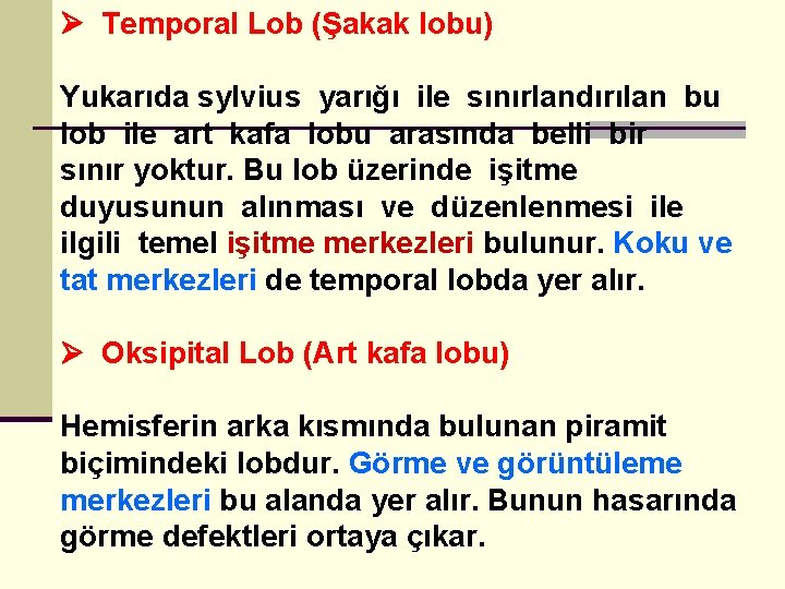  Temporal Lob (Şakak lobu) Yukarıda sylvius yarığı ile sınırlandırılan bu lob ile art