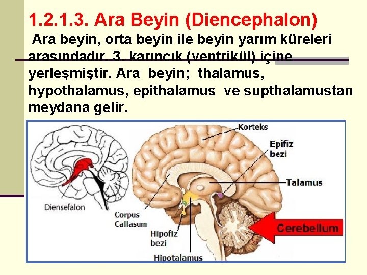 1. 2. 1. 3. Ara Beyin (Diencephalon) Ara beyin, orta beyin ile beyin yarım