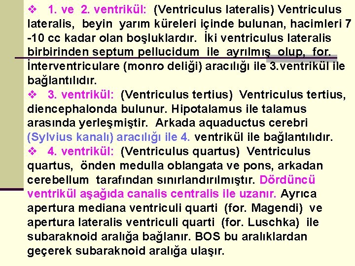 v 1. ve 2. ventrikül: (Ventriculus lateralis) Ventriculus lateralis, beyin yarım küreleri içinde bulunan,