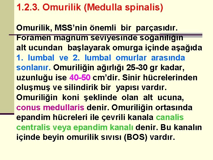 1. 2. 3. Omurilik (Medulla spinalis) Omurilik, MSS’nin önemli bir parçasıdır. Foramen magnum seviyesinde
