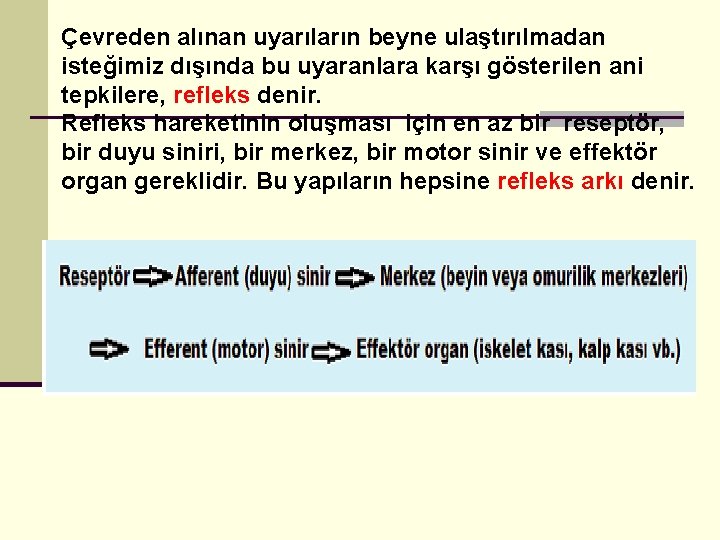 Çevreden alınan uyarıların beyne ulaştırılmadan isteğimiz dışında bu uyaranlara karşı gösterilen ani tepkilere, refleks