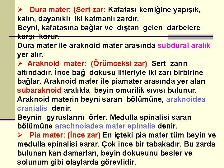 Ø Dura mater: (Sert zar: Kafatası kemiğine yapışık, kalın, dayanıklı iki katmanlı zardır. Beyni,