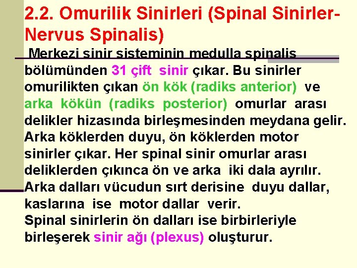 2. 2. Omurilik Sinirleri (Spinal Sinirler. Nervus Spinalis) Merkezi sinir sisteminin medulla spinalis bölümünden