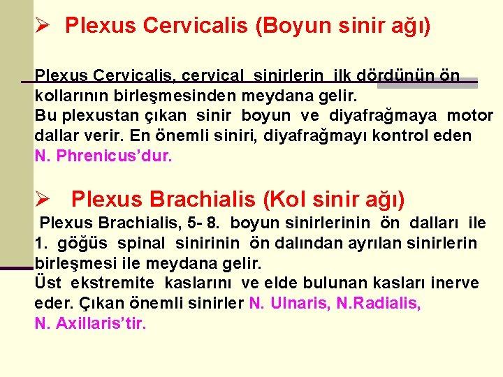 Ø Plexus Cervicalis (Boyun sinir ağı) Plexus Cervicalis, cervical sinirlerin ilk dördünün ön kollarının