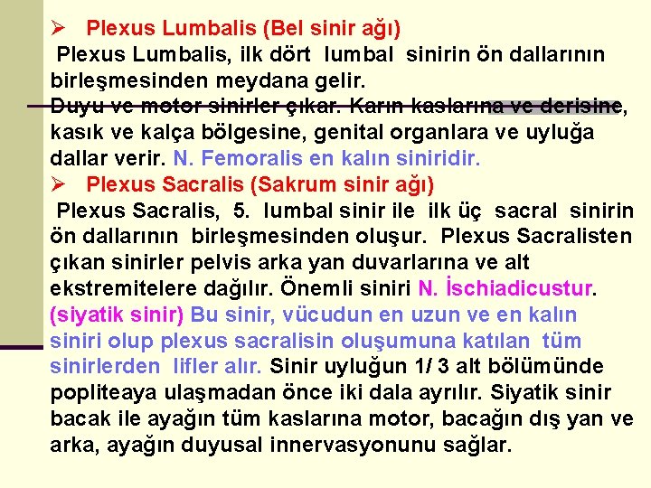 Ø Plexus Lumbalis (Bel sinir ağı) Plexus Lumbalis, ilk dört lumbal sinirin ön dallarının