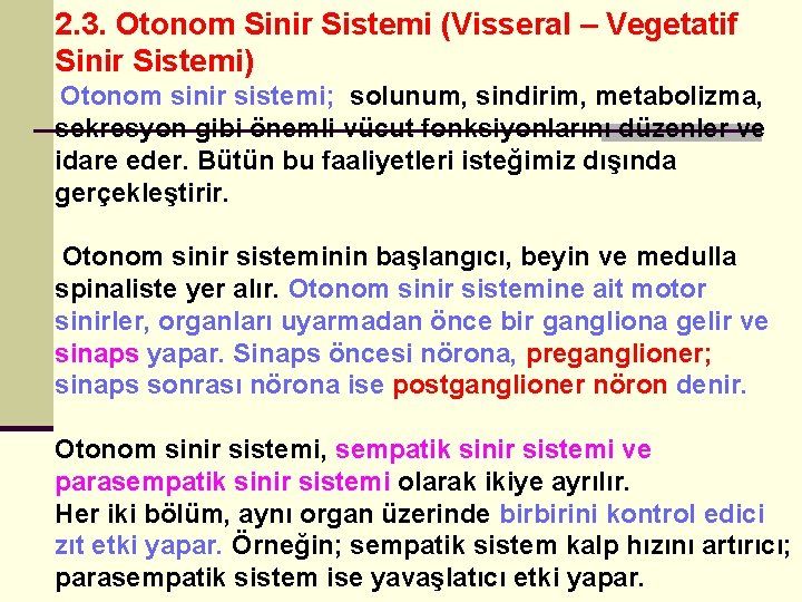 2. 3. Otonom Sinir Sistemi (Visseral – Vegetatif Sinir Sistemi) Otonom sinir sistemi; solunum,