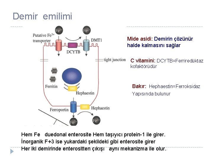 Demir emilimi Mide asidi: Demirin çözünür halde kalmasını sağlar C vitamini: DCYTB=Ferriredüktaz kofaktörüdür Bakır: