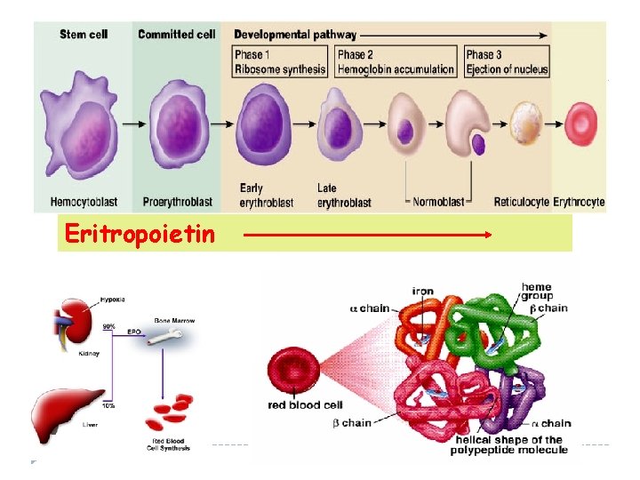 Eritropoietin 