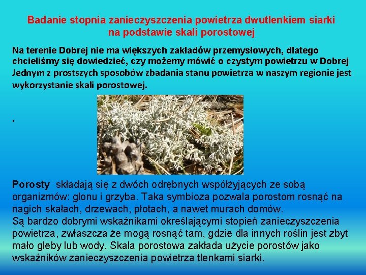 Badanie stopnia zanieczyszczenia powietrza dwutlenkiem siarki na podstawie skali porostowej Na terenie Dobrej nie