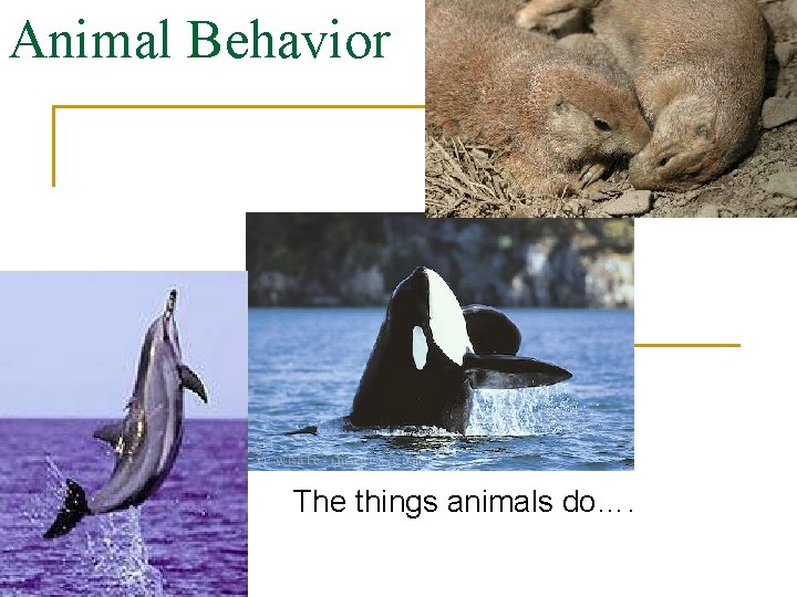 Animal Behavior The things animals do…. 