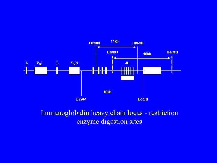 Hind. III 11 kb Hind. III Bam. HI L VH 1 L 18 kb