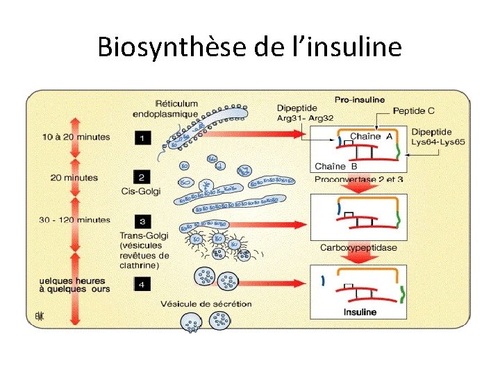 Biosynthèse de l’insuline 