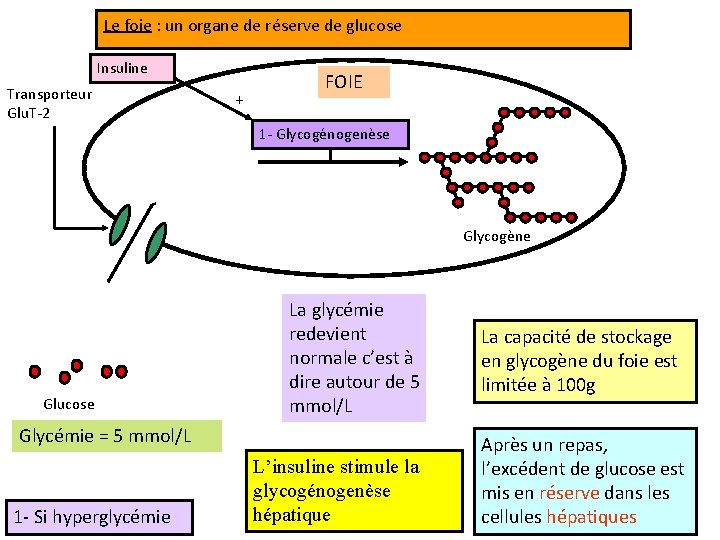 Le foie : un organe de réserve de glucose Insuline Transporteur Glu. T-2 +