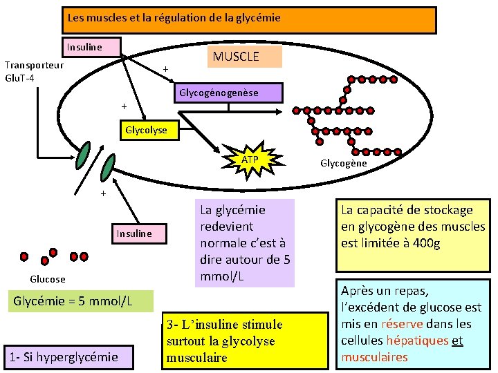 Les muscles et la régulation de la glycémie Insuline Transporteur Glu. T-4 + MUSCLE