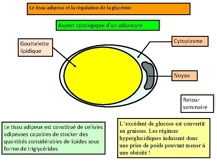 Le tissu adipeux et la régulation de la glycémie Aspect cytologique d’un adipocyte Gouttelette