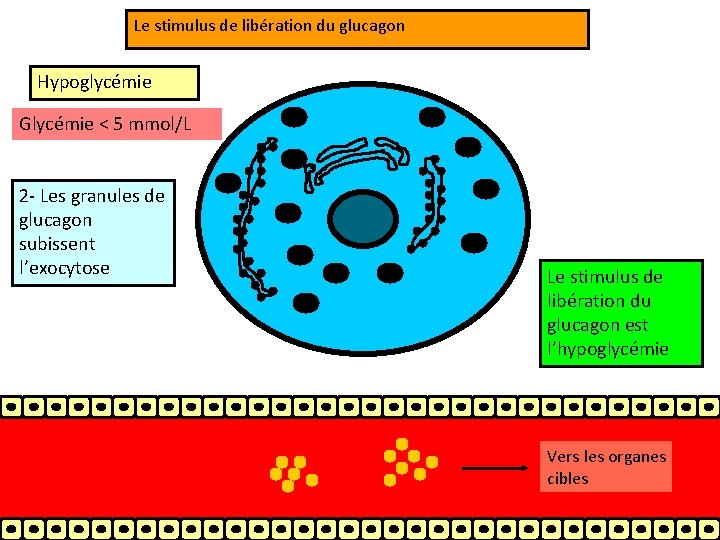 Le stimulus de libération du glucagon Hypoglycémie Glycémie < 5 mmol/L 2 - Les