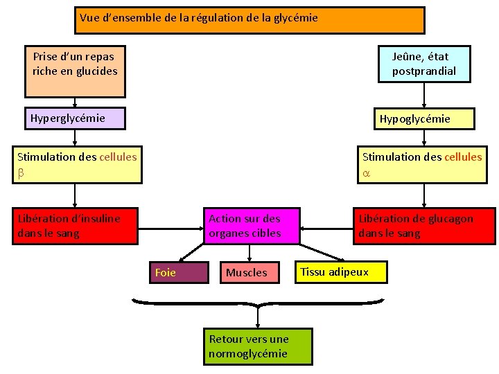 Vue d’ensemble de la régulation de la glycémie Prise d’un repas riche en glucides