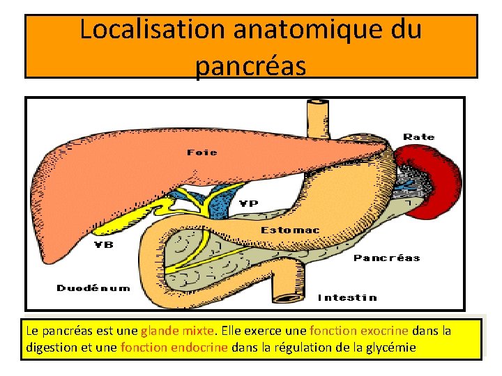 Localisation anatomique du pancréas Le pancréas est une glande mixte. Elle exerce une fonction