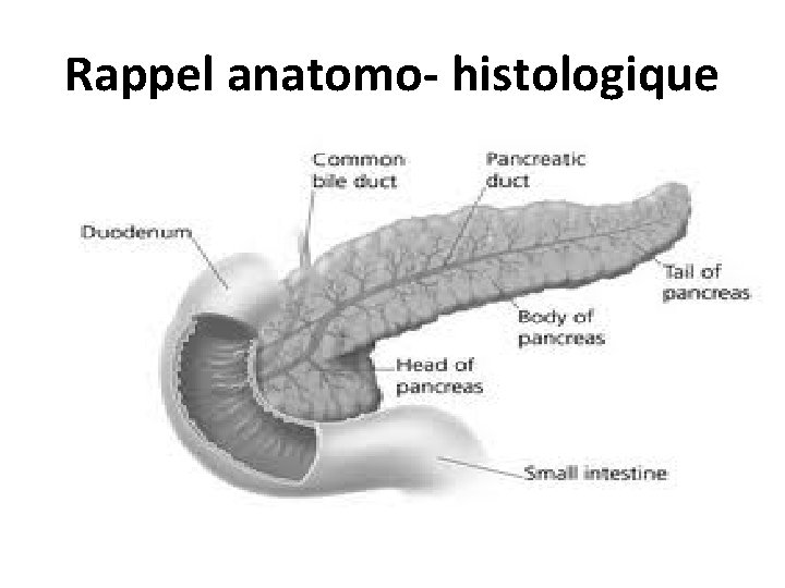 Rappel anatomo- histologique 