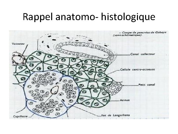 Rappel anatomo- histologique 