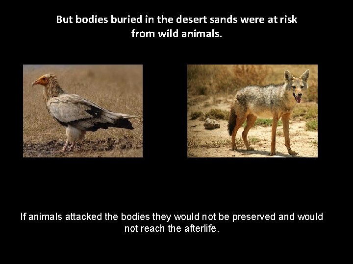 But bodies buried in the desert sands were at risk from wild animals. If But bodies buried in the desert sands were at risk from wild animals. If
