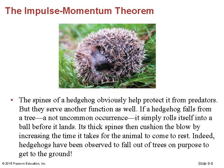 The Impulse-Momentum Theorem • The spines of a hedgehog obviously help protect it from