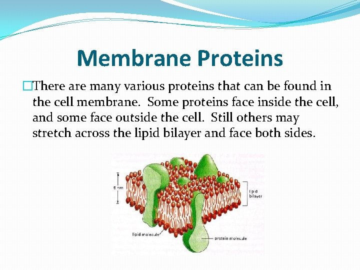 Membrane Proteins �There are many various proteins that can be found in the cell