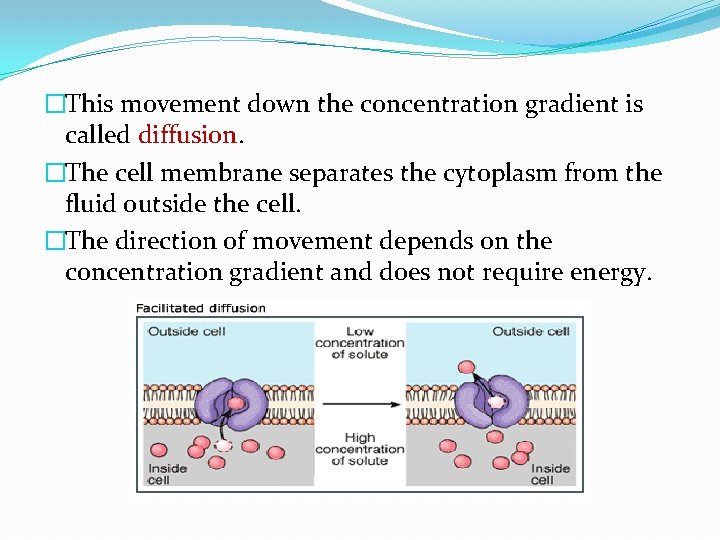 �This movement down the concentration gradient is called diffusion. �The cell membrane separates the