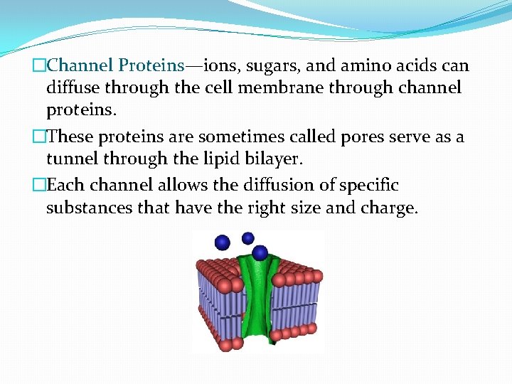 �Channel Proteins—ions, sugars, and amino acids can diffuse through the cell membrane through channel