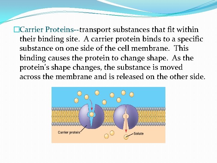 �Carrier Proteins--transport substances that fit within their binding site. A carrier protein binds to
