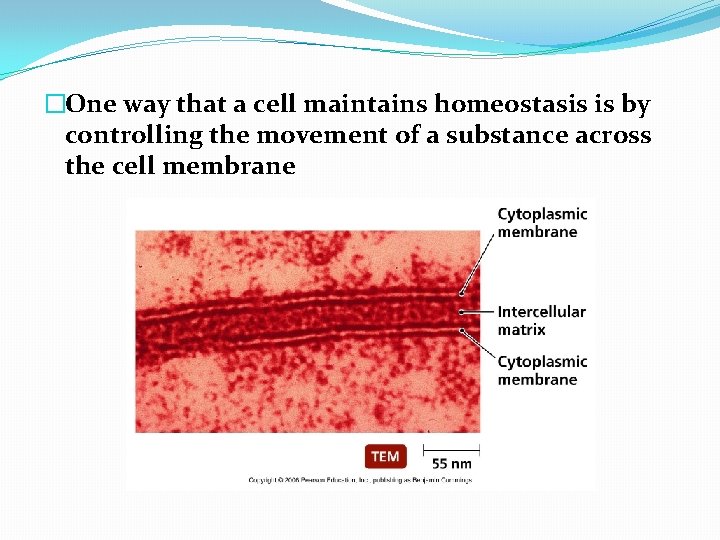 �One way that a cell maintains homeostasis is by controlling the movement of a