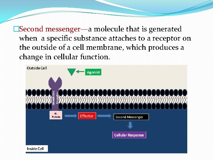 �Second messenger—a molecule that is generated when a specific substance attaches to a receptor