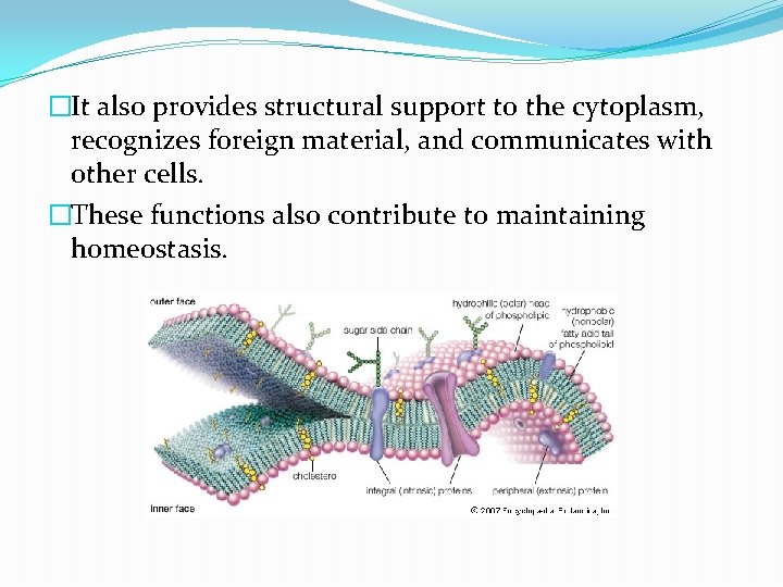 �It also provides structural support to the cytoplasm, recognizes foreign material, and communicates with