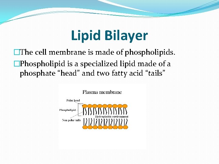 Lipid Bilayer �The cell membrane is made of phospholipids. �Phospholipid is a specialized lipid