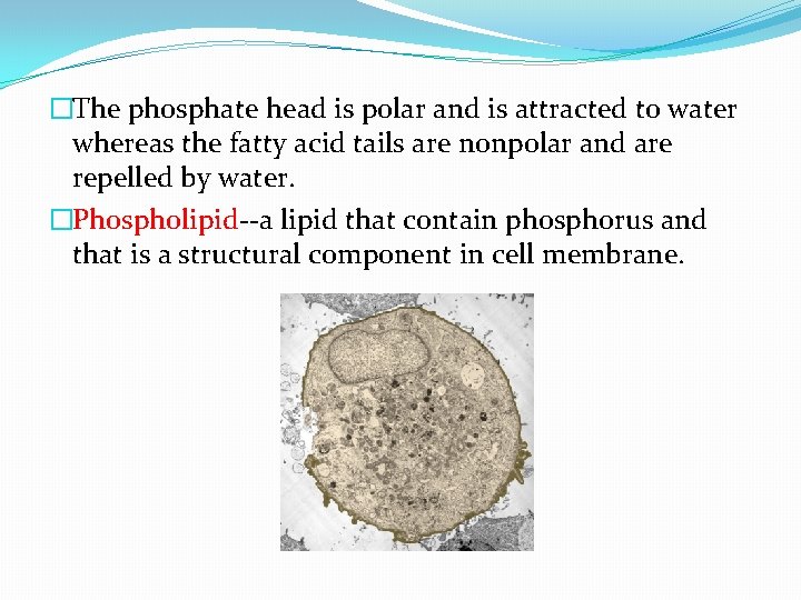 �The phosphate head is polar and is attracted to water whereas the fatty acid