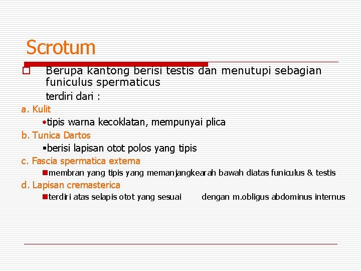 Scrotum o Berupa kantong berisi testis dan menutupi sebagian funiculus spermaticus terdiri dari :