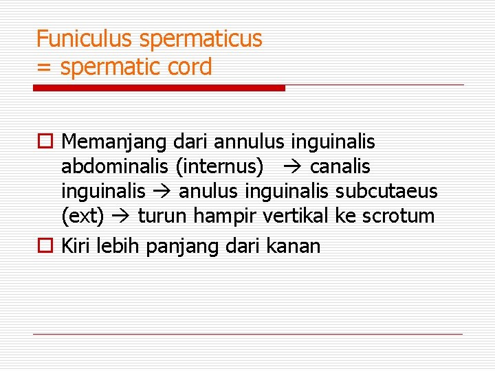 Funiculus spermaticus = spermatic cord o Memanjang dari annulus inguinalis abdominalis (internus) canalis inguinalis