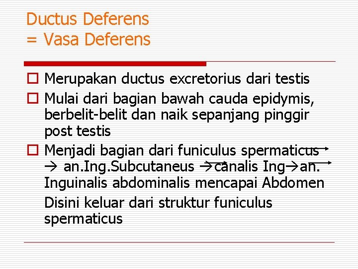 Ductus Deferens = Vasa Deferens o Merupakan ductus excretorius dari testis o Mulai dari