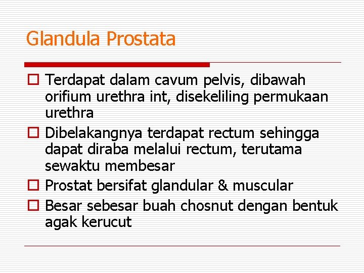 Glandula Prostata o Terdapat dalam cavum pelvis, dibawah orifium urethra int, disekeliling permukaan urethra