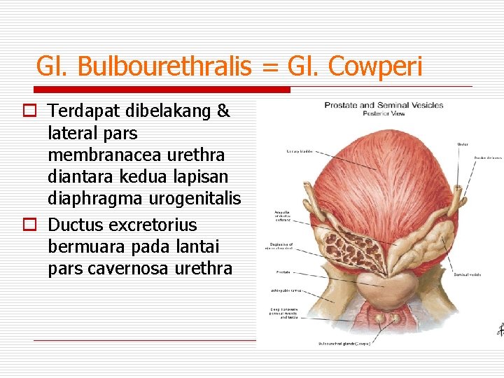 Gl. Bulbourethralis = Gl. Cowperi o Terdapat dibelakang & lateral pars membranacea urethra diantara