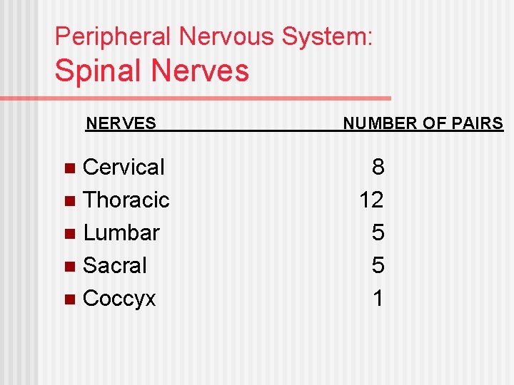 Peripheral Nervous System: Spinal Nerves NERVES Cervical n Thoracic n Lumbar n Sacral n