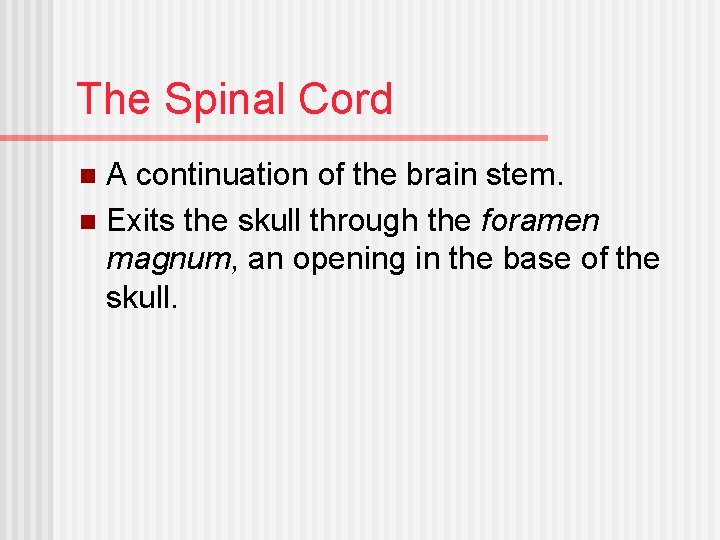 The Spinal Cord A continuation of the brain stem. n Exits the skull through