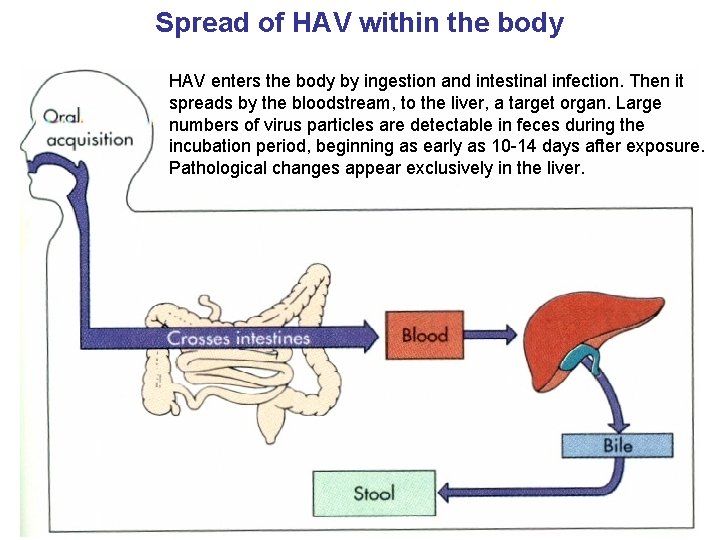 Spread of HAV within the body HAV enters the body by ingestion and intestinal