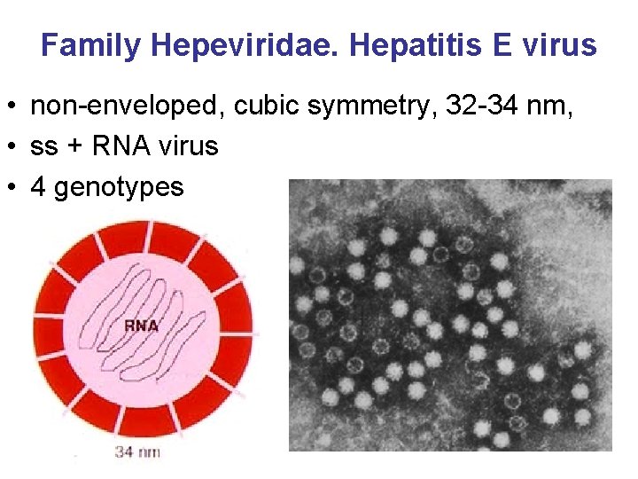 Family Hepeviridae. Hepatitis E virus • non-enveloped, cubic symmetry, 32 -34 nm, • ss