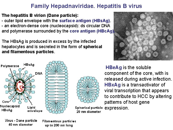 Family Hepadnaviridae. Hepatitis B virus The hepatitis B virion (Dane particle): - outer lipid