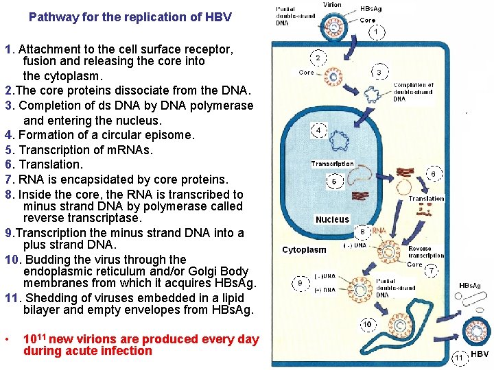 Pathway for the replication of HBV 1. Attachment to the cell surface receptor, fusion