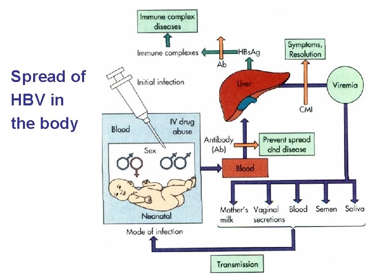 Spread of HBV in the body 