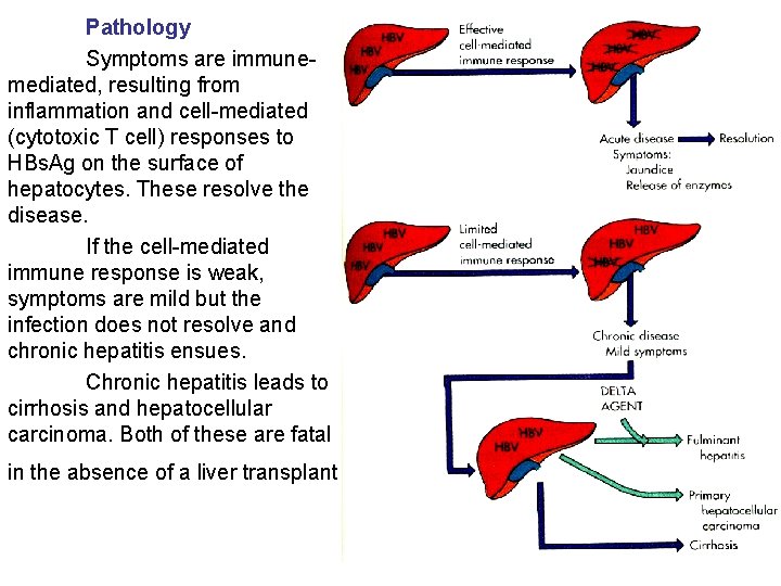 Pathology Symptoms are immunemediated, resulting from inflammation and cell-mediated (cytotoxic T cell) responses to