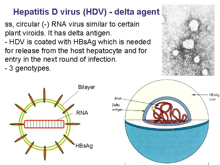 Hepatitis D virus (HDV) - delta agent ss, circular (-) RNA virus similar to